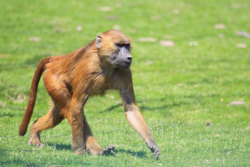 Baboon της Γουινέας στοκ φωτογραφία με δικαίωμα ελεύθερης χρήσης