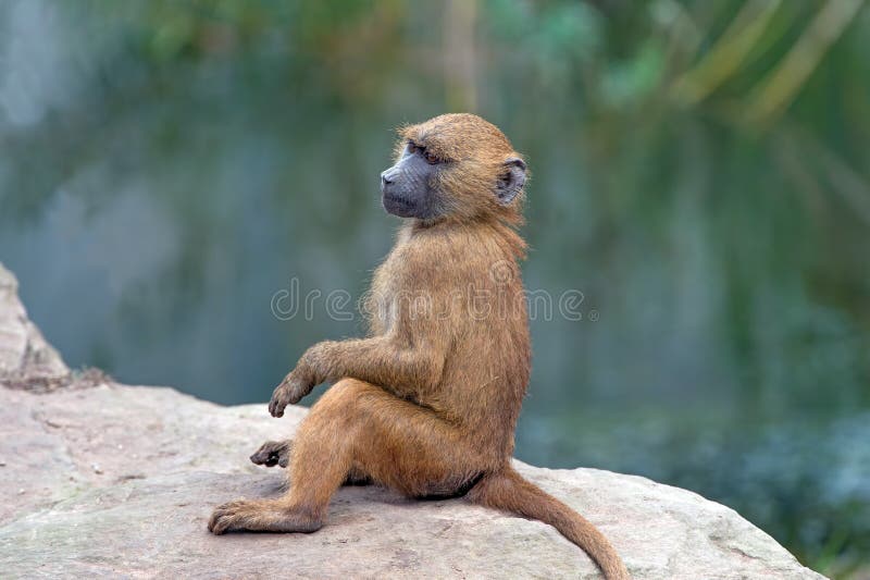 Baboon της Γουινέας (papio papio) στοκ φωτογραφία με δικαίωμα ελεύθερης χρήσης