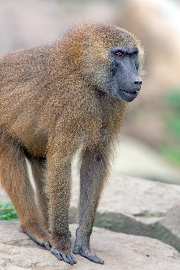 Baboon της Γουινέας (papio papio) στοκ εικόνα με δικαίωμα ελεύθερης χρήσης