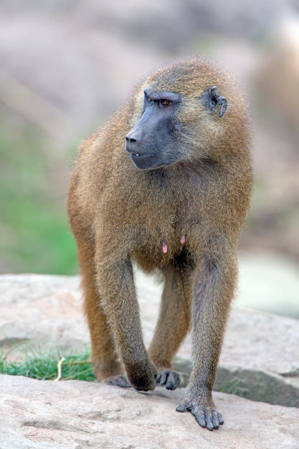 Baboon της Γουινέας (papio papio) στοκ εικόνες