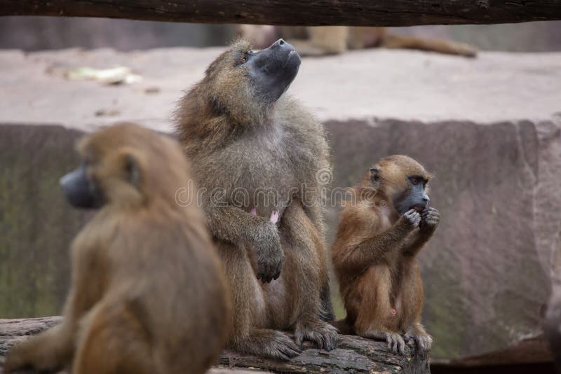 Baboon της Γουινέας papio Papio στοκ φωτογραφίες με δικαίωμα ελεύθερης χρήσης
