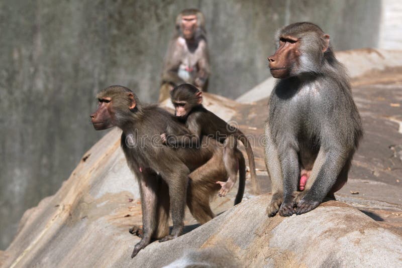 Baboons Hamadryas (hamadryas Papio) στοκ φωτογραφίες Baboons Hamadryas (hamadryas Papio) στοκ φωτογραφίες