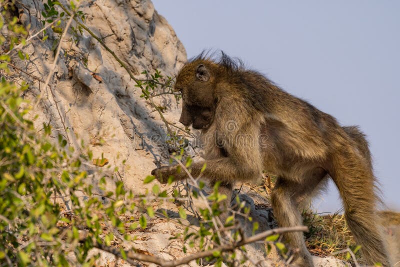 Baboons in the Savanna in Namibia Stock Image Biology Diagrams