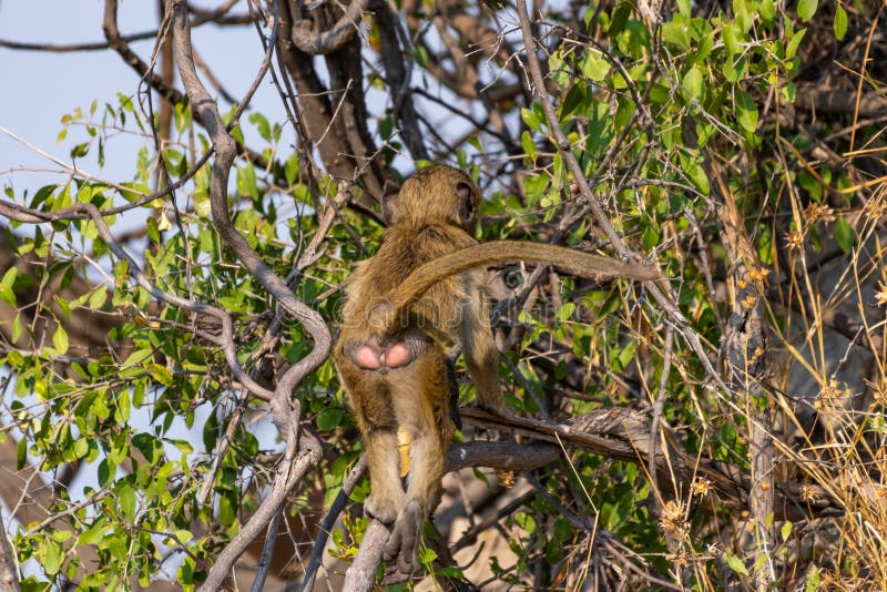 Baboons in the Savanna in Namibia Africa Stock Photo Biology Diagrams