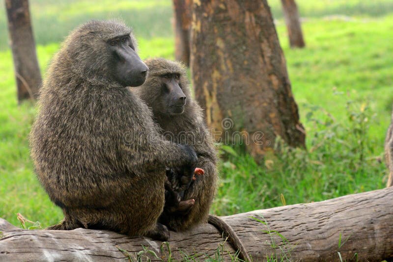 Macaco do chimpanzé foto de stock. Imagem de chimpanzés - 29433666