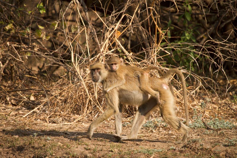 Wild yellow baboon with baby, South Luangwa, Zambia. Wild yellow baboon with baby, South Luangwa, Zambia