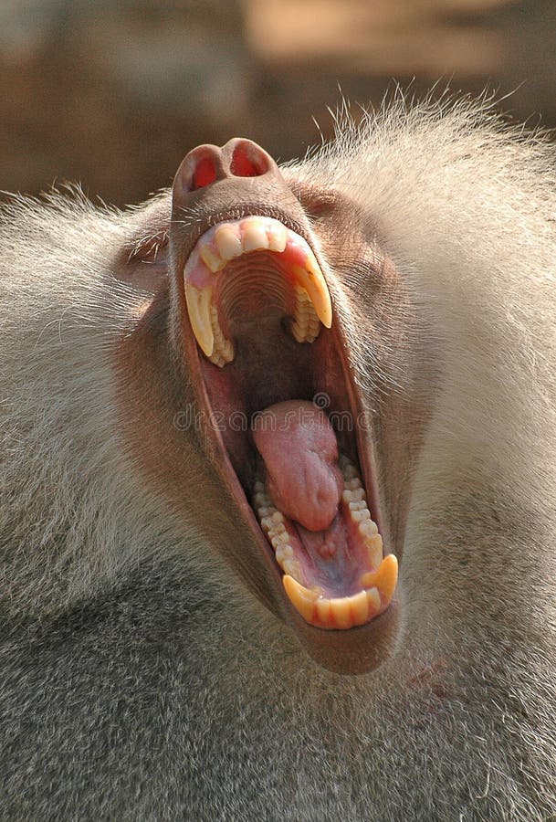 Yawning baboon at the zoo. Yawning baboon at the zoo