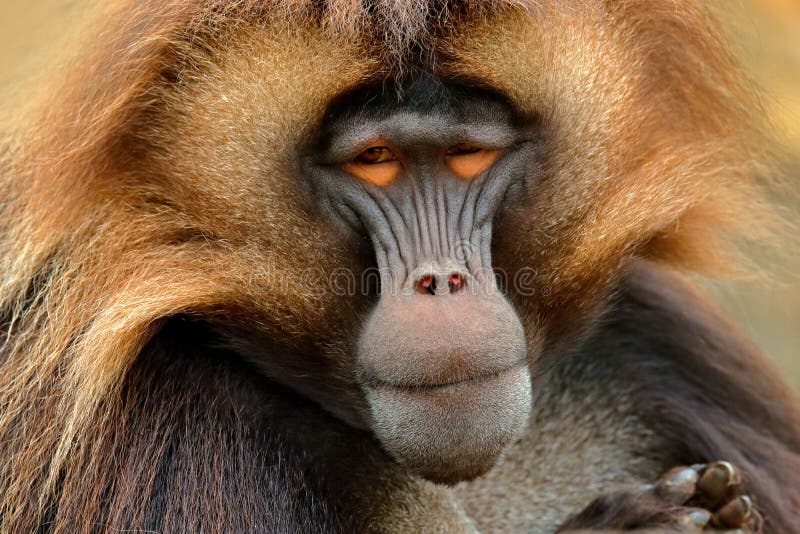 Babuino de Gelada con el bozal abierto con tooths Retrato del mono de la montaña africana Montaña de Simien con el mono del gelad foto de archivo Babuino de Gelada con el bozal abierto con tooths Retrato del mono de la montaña africana Montaña de Simien con el mono del gelad foto de archivo