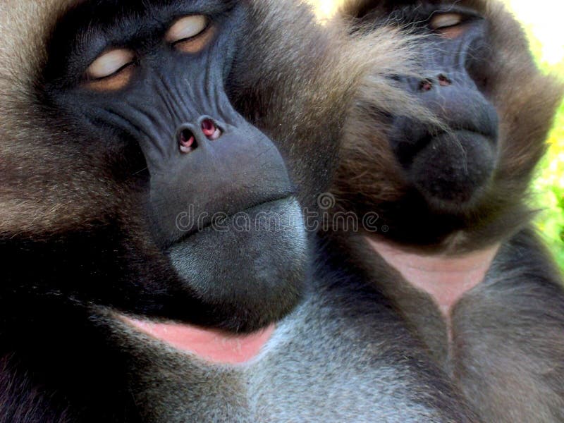 Two baboons sleeping next to each other. Two baboons sleeping next to each other.