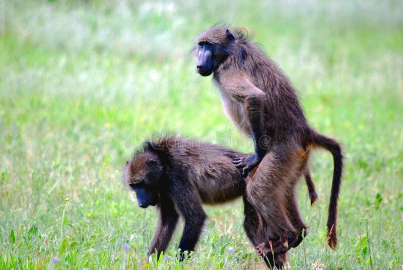 Image of a pair of mating baboons. Image of a pair of mating baboons