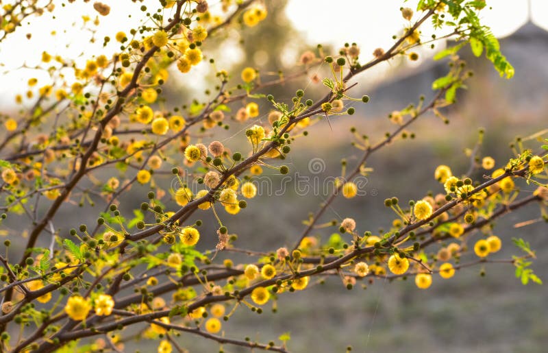 Close up of a Babool or Acacia nilotica flower blooms in the garden