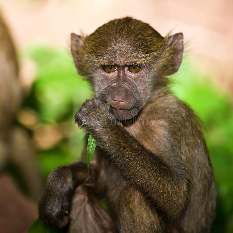 Babuino jovem fotos de stock royalty free