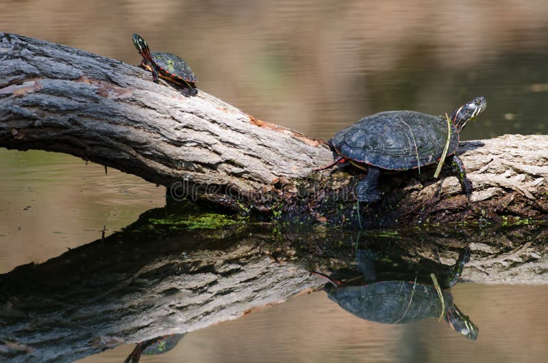 Baby and adult painted turtle on a log