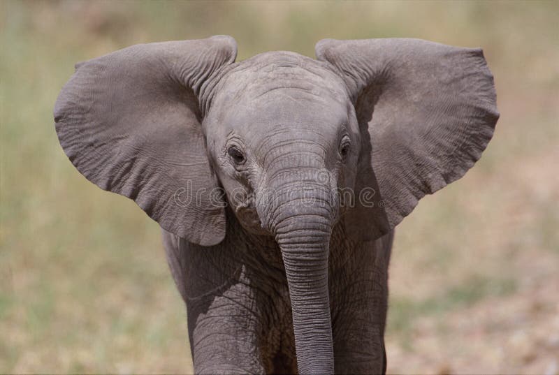Baby African Elephant Close-Up