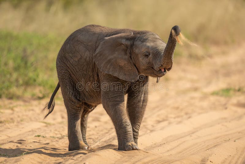 Baby African Elephant Throws Sand Over Back Stock Image Image of