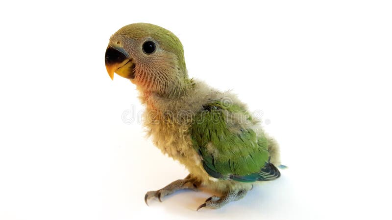 Baby bird agapornis, with less than a month of live. This agapornis is also called `peach faced` and `papillero`. The agapornis are from the family of the psitaciformes, and it`s like a little parrot. Baby bird agapornis, with less than a month of live. This agapornis is also called `peach faced` and `papillero`. The agapornis are from the family of the psitaciformes, and it`s like a little parrot.