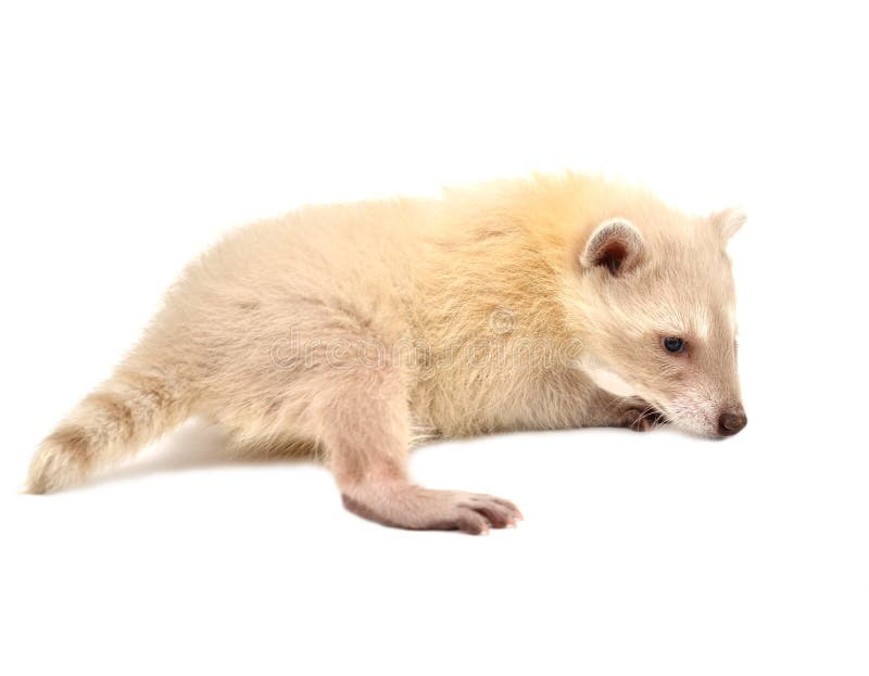Baby Albino Raccoon Isolated Stock Photo Image of nyctereutes, young