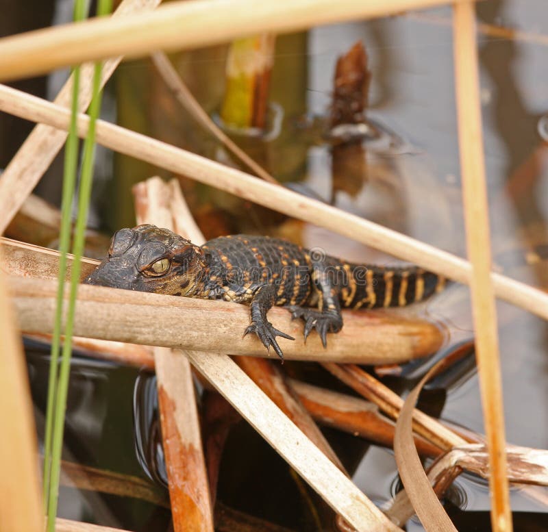 Baby Alligator in Everglades, Florida