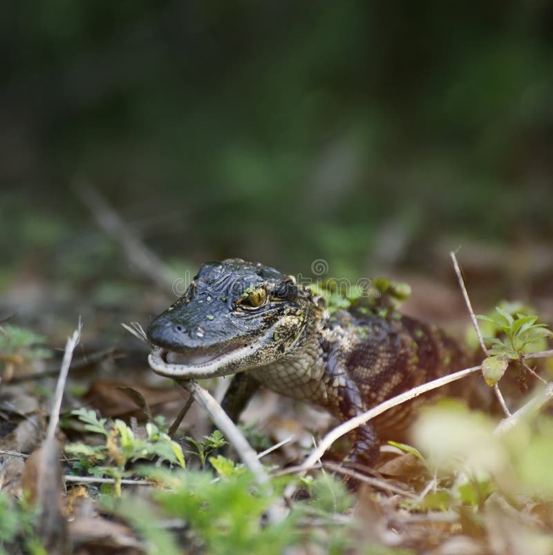 Baby Alligator stock image. Image of resting, everglades 70410649