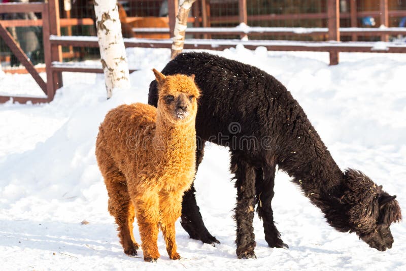 Baby Alpaca and Mother Alpaca Stock Image Image of closeup, heap
