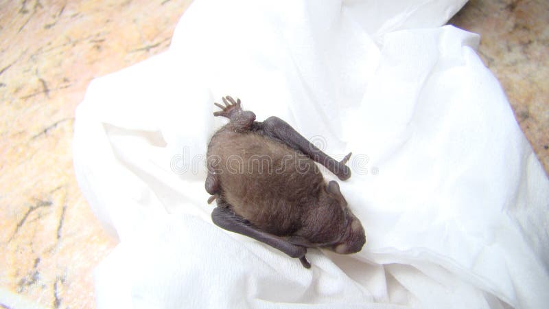 Baby Animal. Bat. Close Up of Baby Bat on White Background. Closeup of  Mammals. Birth of New Life , Cute Baby Animal , Slow Life , Stock Photo -  Image of beautiful, baby: 197592780