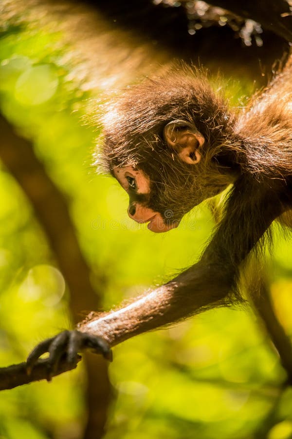 Baby Ape stock image. Image of female, animal, orangutang 54364045