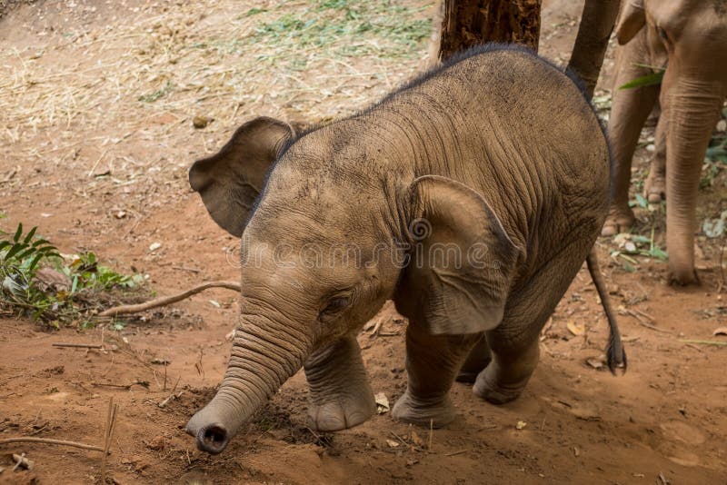 Baby Asian Elephant Calf
