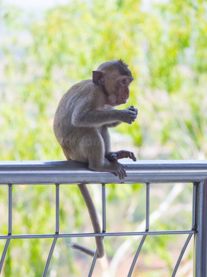 Baby Asian Monkey Eating Fresh Friut Sit On The Rail ...