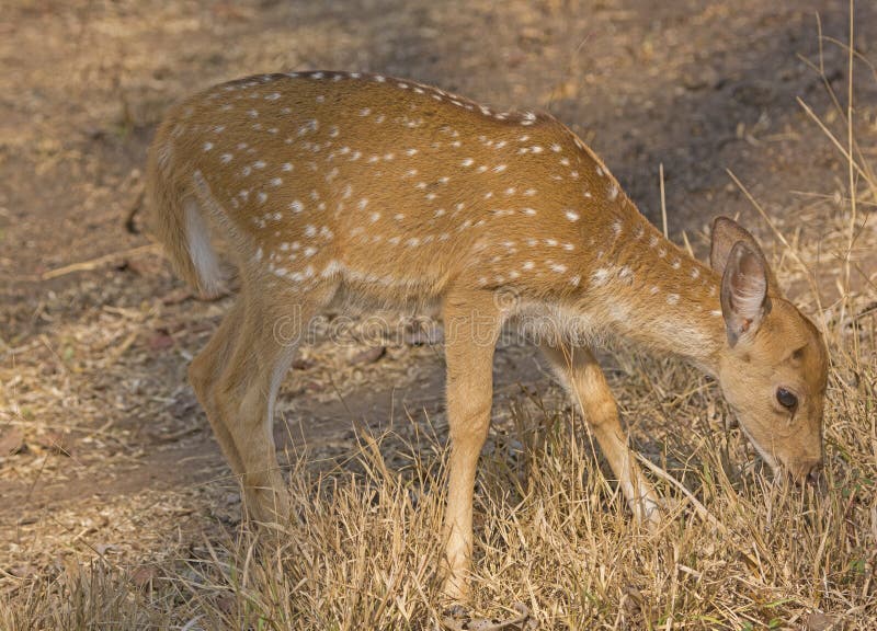 Baby Axis Deer Grazing in the Forest in Nagorhole National Park in India