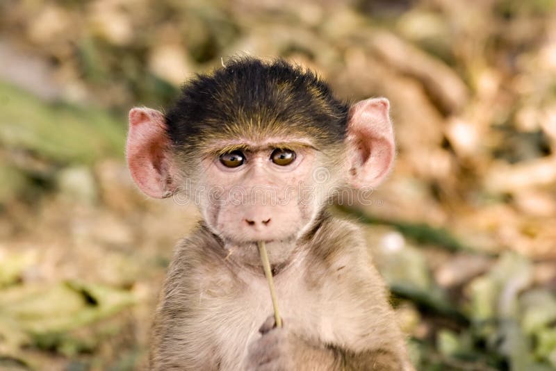 144,046 Baby Monkey Royalty-Free Images, Stock Photos & Pictures