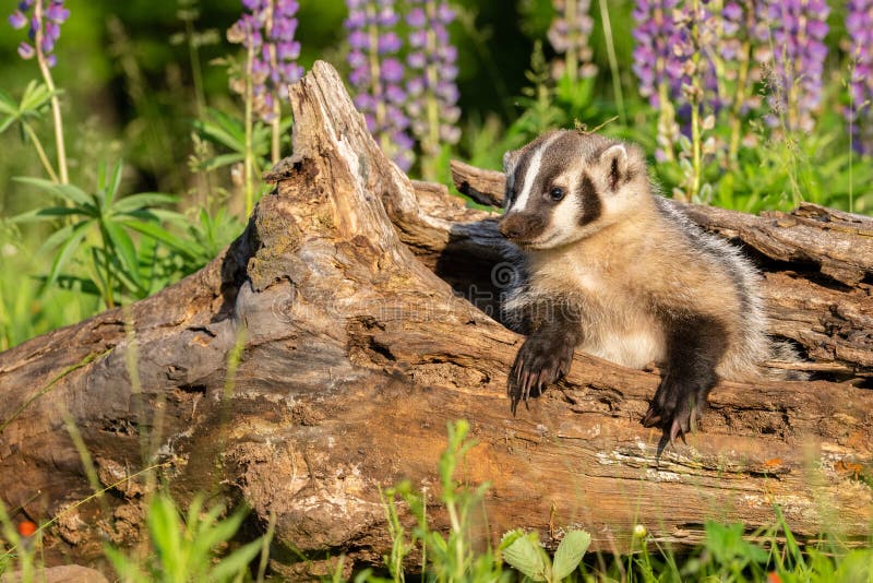 Baby badger cub exploring his environment during springtime