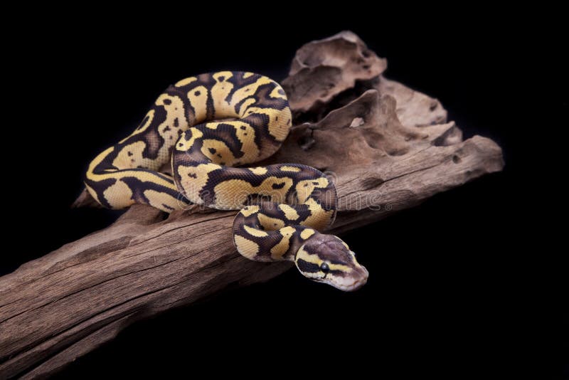 Baby Ball or Royal Python, Firefly morph stock photos