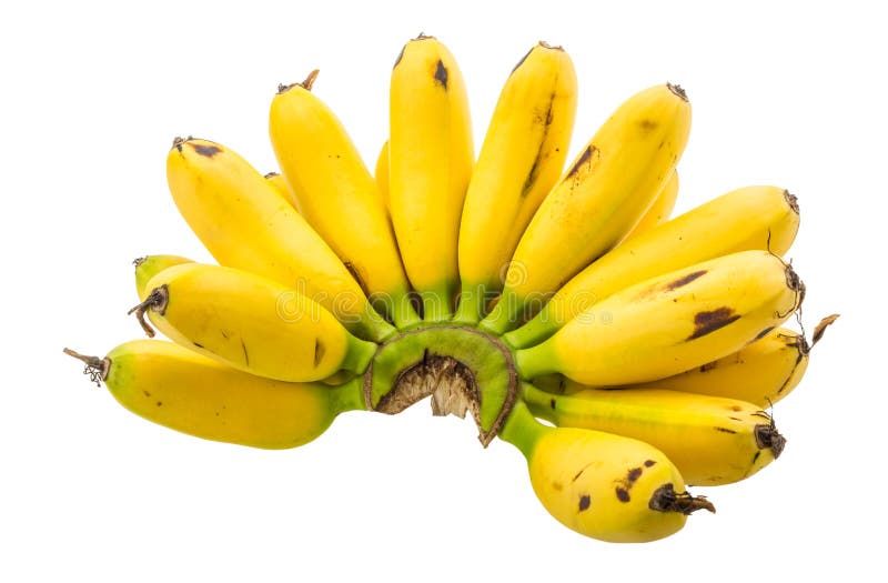 Baby banana stock photo. Image of fruit, natural, bunch 40483234