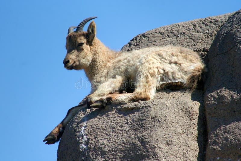 Baby Barbary Sheep