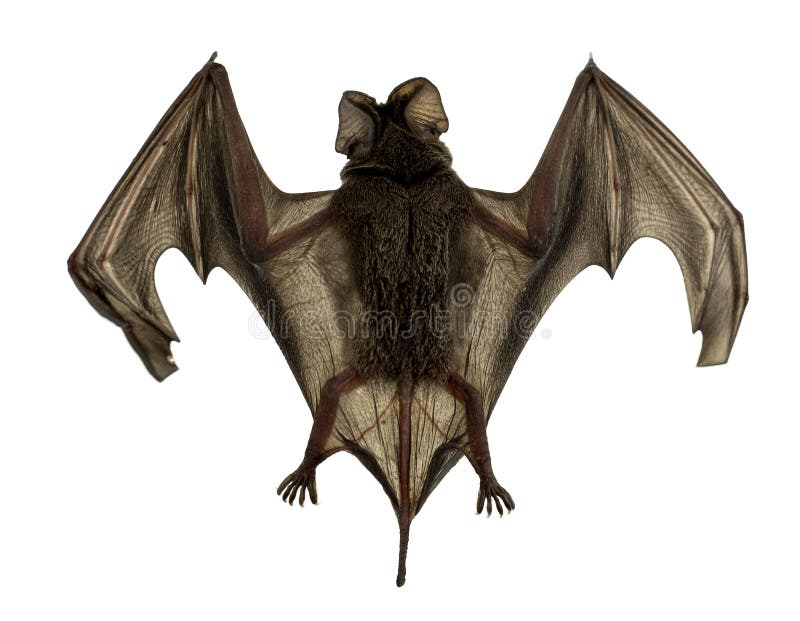 bat wings