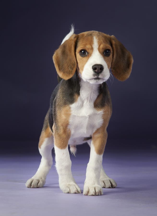 2 458 Baby Beagle Photos Free Royalty Free Stock Photos From Dreamstime 2 458 Baby Beagle Photos Free Royalty Free Stock Photos From Dreamstime