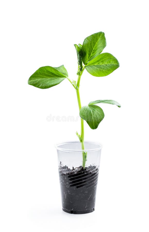 Baby Bean Plant Growing in Plastic Cup Isolated on White Stock Photo