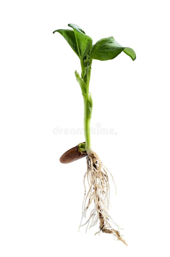 Baby Bean Plant Growing in Plastic Cup Isolated on White Stock Photo