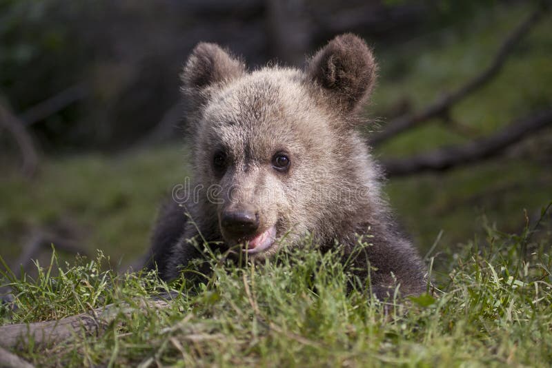 baby bear face