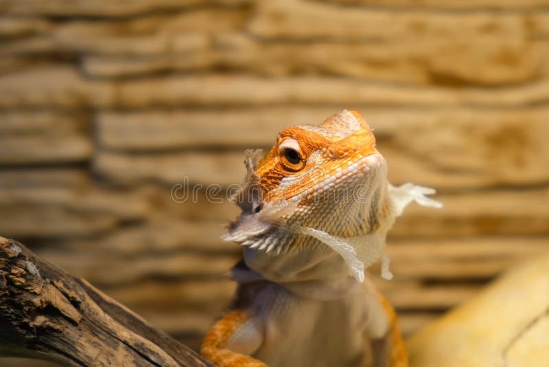 Baby of bearded agama dragon with shedding skin on head sits in terrarium.