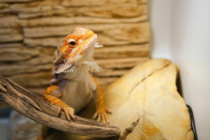 Baby of bearded agama dragon with shedding skin on head sits in terrarium.