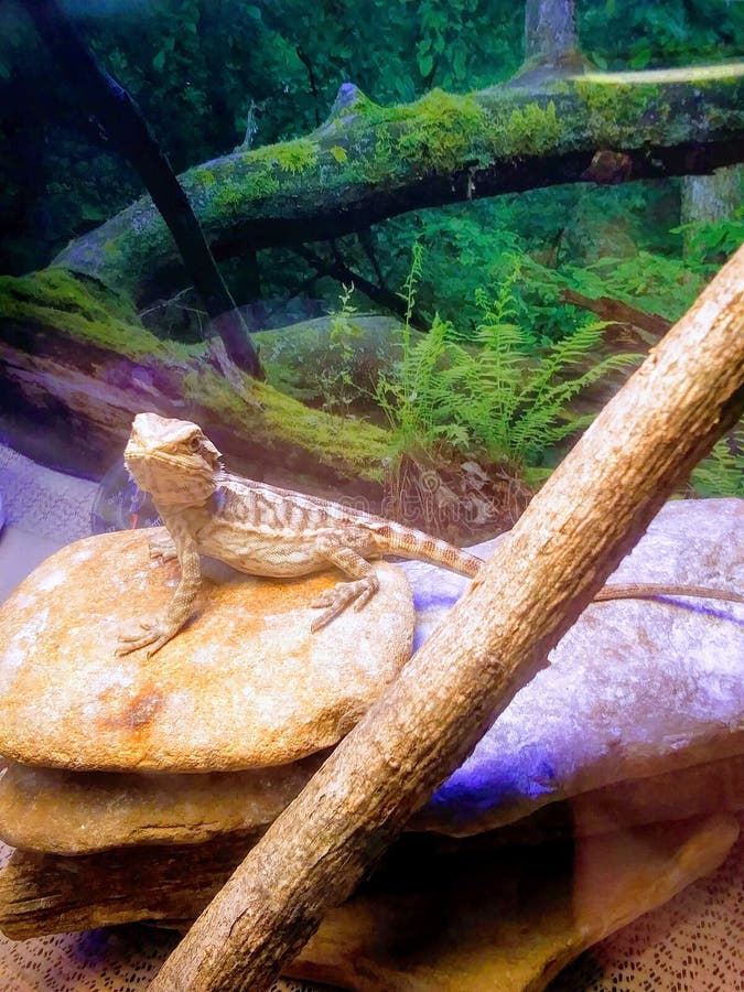 Baby Bearded Dragon stock image. Image of dragons, bearded 137870053