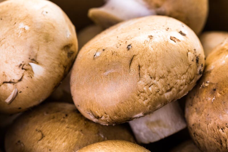 Baby bella mushrooms stock image. Image of superfood 53461031