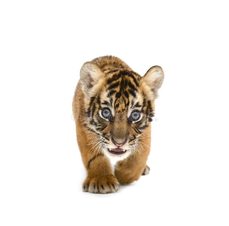 Baby bengal tiger