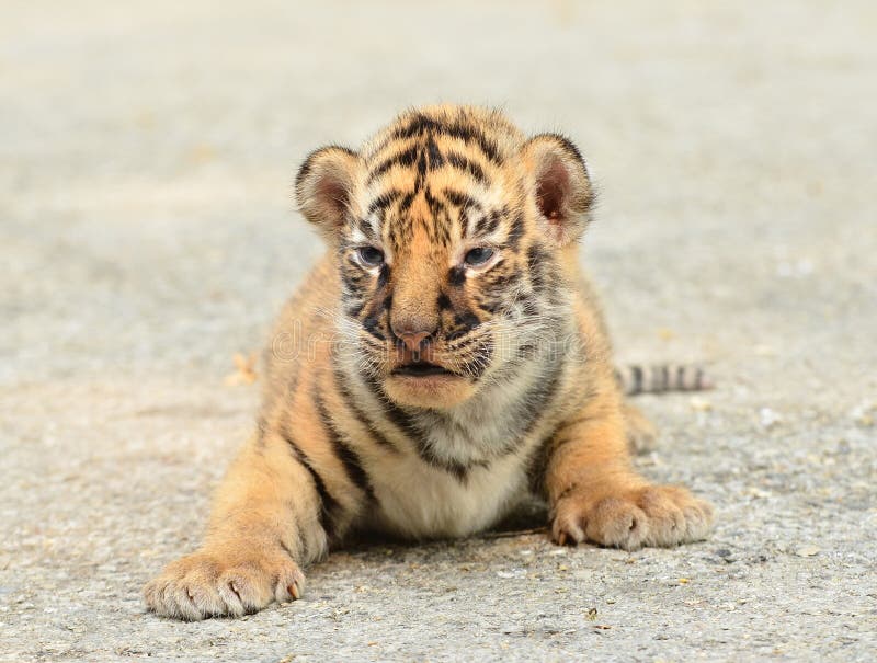 Baby bengal tiger