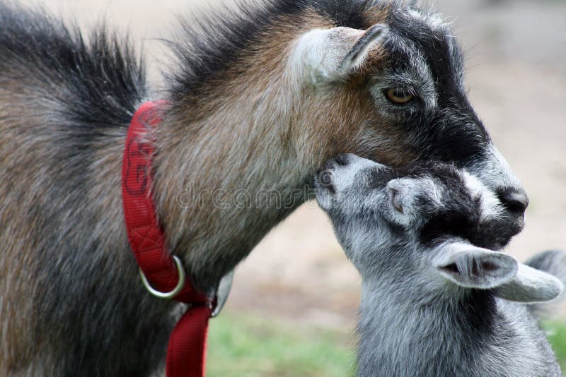 Baby billy goat kissing its mother