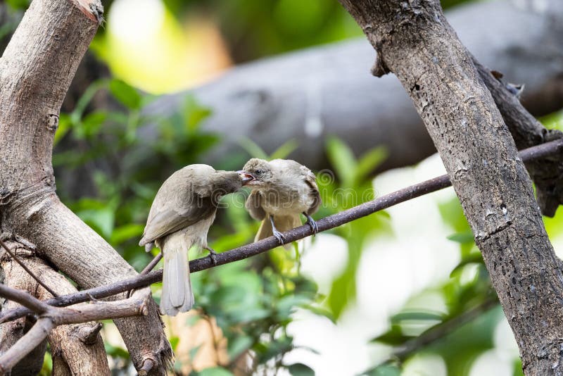 Baby bird feeding stock photo. Image of passerine, vent 218437818