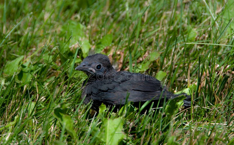 Baby Blackbird Waiting for His Mother Stock Photo - Image of common