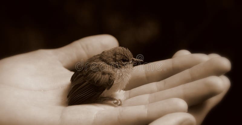 Baby bird in hand (black and white)