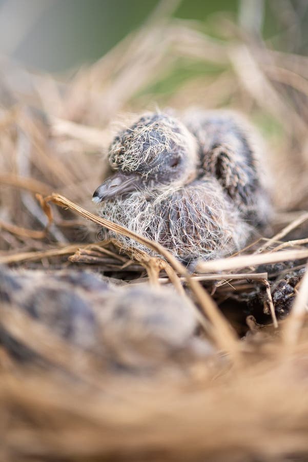 Baby Bird in the Nest. Baby Birds Snuggled Up in Nest Stock Photo